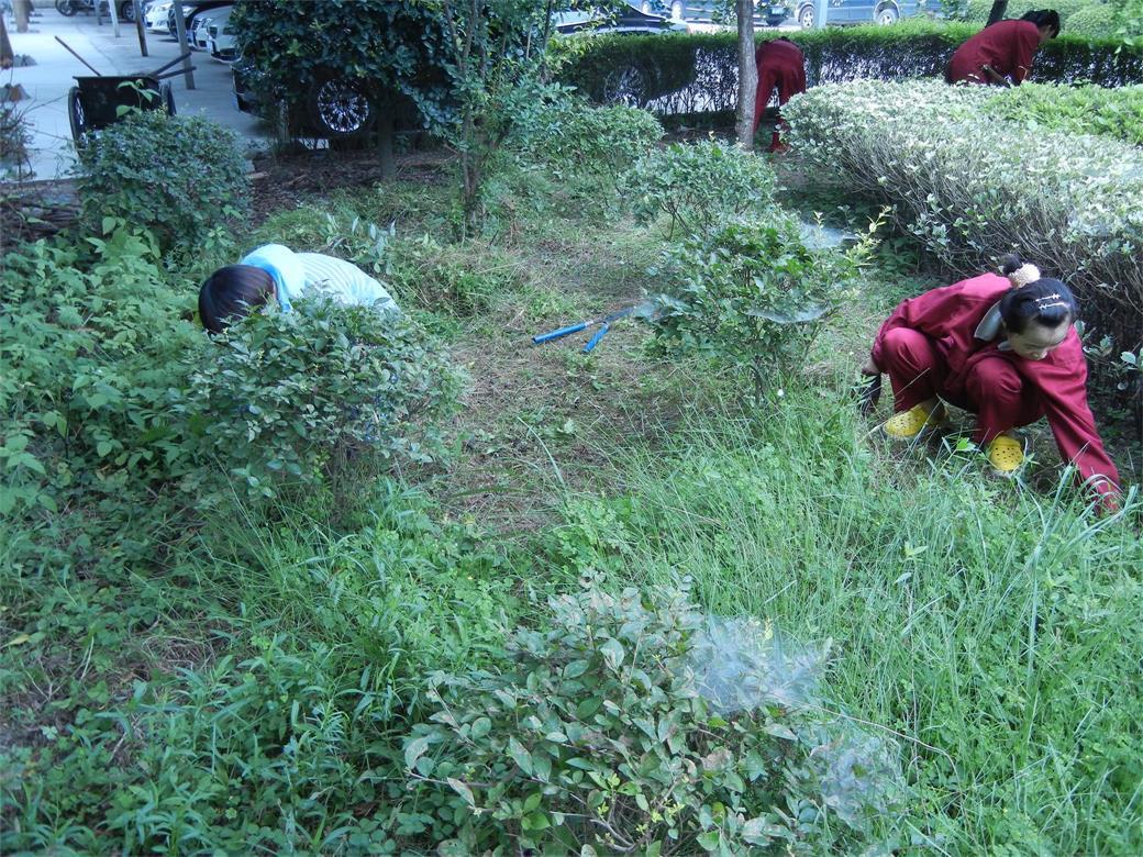 “美化公司、去除雜草、清理死角”------記黨員月主題活動