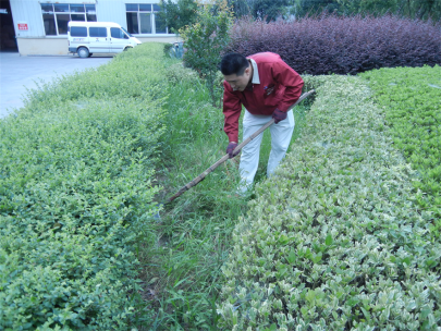 “美化公司、去除雜草、清理死角”------記黨員月主題活動